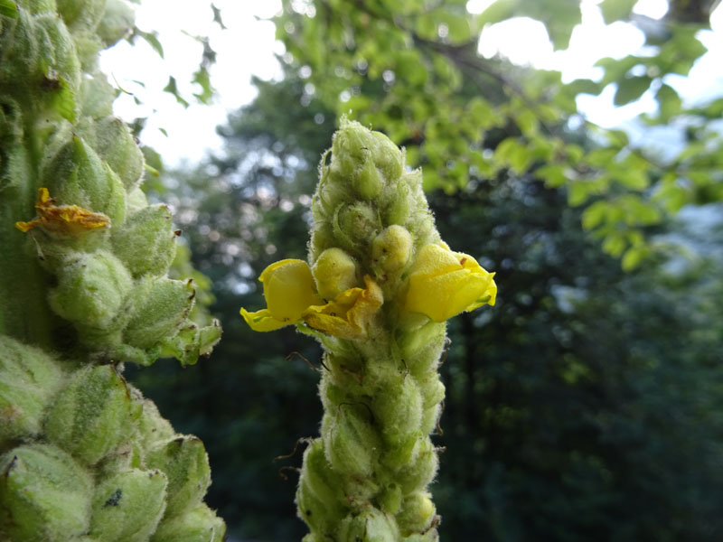 Verbascum cfr. thapsus